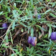 Billardiera macrantha at Namadgi National Park - 4 May 2023