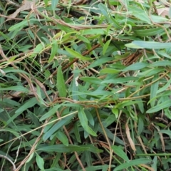 Billardiera macrantha at Namadgi National Park - 4 May 2023