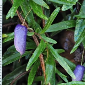 Billardiera macrantha at Namadgi National Park - 4 May 2023 12:45 PM