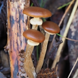 Armillaria sp. at Namadgi National Park - 4 May 2023