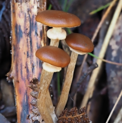 Armillaria sp. (A honey fungus) at Cotter River, ACT - 4 May 2023 by KenT