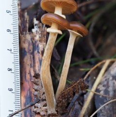 Armillaria sp. at Namadgi National Park - 4 May 2023