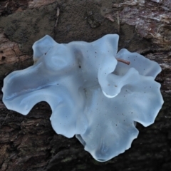 Tremella fuciformis (Snow Fungus) at Namadgi National Park - 4 May 2023 by KenT