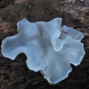 Tremella fuciformis at Namadgi National Park - 4 May 2023 01:02 PM