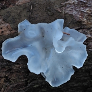 Tremella fuciformis at Namadgi National Park - 4 May 2023 01:02 PM