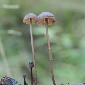 Mycena sp. ‘grey or grey-brown caps’ at Namadgi National Park - 4 May 2023 01:08 PM