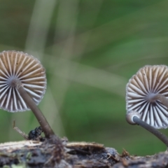 Mycena sp. ‘grey or grey-brown caps’ at Namadgi National Park - 4 May 2023