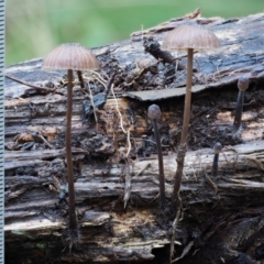 Mycena sp. ‘grey or grey-brown caps’ at Namadgi National Park - 4 May 2023 01:08 PM