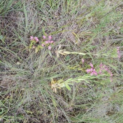 Centaurium erythraea (Common Centaury) at Mawson Ponds - 7 Dec 2023 by Mike