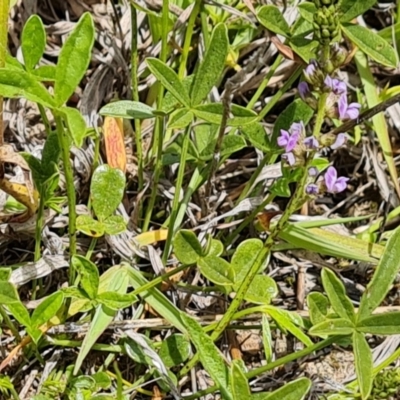 Cullen tenax (Tough Scurf-Pea) at Mawson, ACT - 7 Dec 2023 by Mike