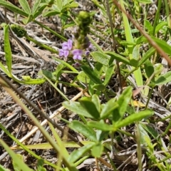 Cullen tenax at Mawson Ponds - 7 Dec 2023