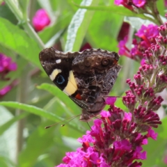 Vanessa itea (Yellow Admiral) at QPRC LGA - 6 Dec 2023 by MatthewFrawley