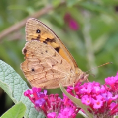 Heteronympha merope (Common Brown Butterfly) at QPRC LGA - 6 Dec 2023 by MatthewFrawley