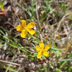 Hypericum gramineum (Small St Johns Wort) at The Pinnacle - 7 Dec 2023 by sangio7