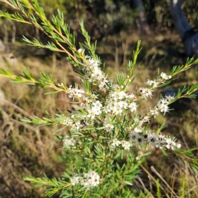 Kunzea ericoides (Burgan) at Bruce Ridge - 4 Dec 2023 by jpittock