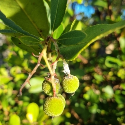 Arbutus unedo (Strawberry Tree) at Bruce Ridge - 4 Dec 2023 by jpittock