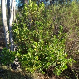 Arbutus unedo at Bruce Ridge - 4 Dec 2023