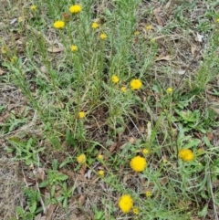 Rutidosis leptorhynchoides (Button Wrinklewort) at Lake Burley Griffin West - 3 Dec 2023 by jpittock