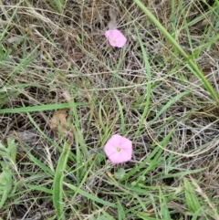 Convolvulus angustissimus subsp. angustissimus (Australian Bindweed) at Lake Burley Griffin West - 3 Dec 2023 by jpittock