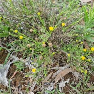 Calotis lappulacea at Lake Burley Griffin West - 3 Dec 2023