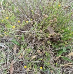 Calotis lappulacea at Lake Burley Griffin West - 3 Dec 2023