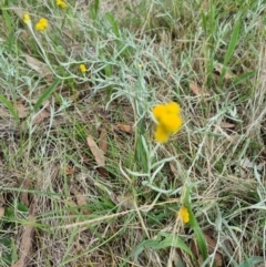 Chrysocephalum apiculatum (Common Everlasting) at Blue Gum Point to Attunga Bay - 3 Dec 2023 by jpittock