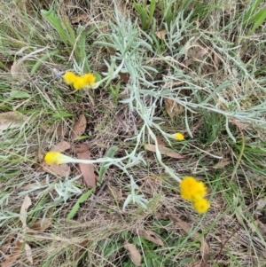 Chrysocephalum apiculatum at Lake Burley Griffin West - 3 Dec 2023