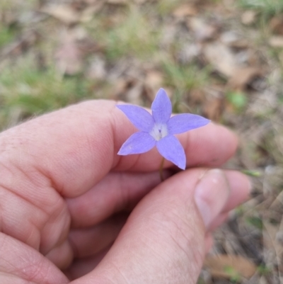 Wahlenbergia capillaris (Tufted Bluebell) at Blue Gum Point to Attunga Bay - 3 Dec 2023 by jpittock