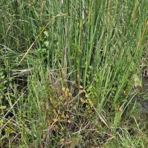 Mentha x piperita at Jerrabomberra Wetlands - 7 Dec 2023 11:46 AM