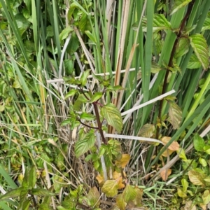 Mentha x piperita at Jerrabomberra Wetlands - 7 Dec 2023