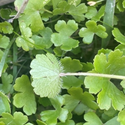 Hydrocotyle sibthorpioides (A Pennywort) at Bolaro, NSW - 6 Dec 2023 by JaneR