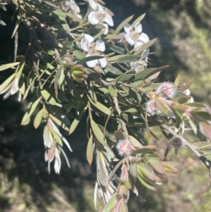 Leptospermum lanigerum at Bolaro, NSW - 6 Dec 2023 02:32 PM