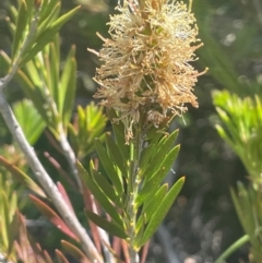 Callistemon pityoides (Alpine Bottlebrush) at Bolaro, NSW - 6 Dec 2023 by JaneR