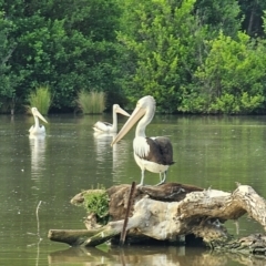 Pelecanus conspicillatus (Australian Pelican) at Jerrabomberra Wetlands - 6 Dec 2023 by Jiggy