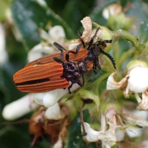 Castiarina nasuta at Murrumbateman, NSW - 7 Dec 2023