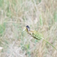Tritaxys sp. (genus) (A bristle fly) at Budjan Galindji (Franklin Grassland) Reserve - 6 Dec 2023 by HappyWanderer
