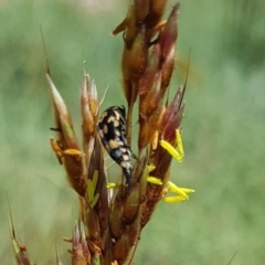 Hoshihananomia leucosticta at North Mitchell Grassland  (NMG) - 7 Dec 2023 11:14 AM