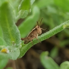 Phaulacridium vittatum (Wingless Grasshopper) at Budjan Galindji (Franklin Grassland) Reserve - 6 Dec 2023 by HappyWanderer