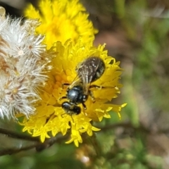 Lasioglossum (Chilalictus) sp. (genus & subgenus) (Halictid bee) at Harrison, ACT - 7 Dec 2023 by HappyWanderer