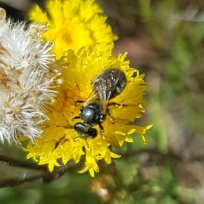 Lasioglossum (Chilalictus) sp. (genus & subgenus) (Halictid bee) at Harrison, ACT - 7 Dec 2023 by HappyWanderer