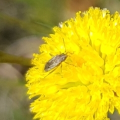 Miridae (family) (Unidentified plant bug) at Budjan Galindji (Franklin Grassland) Reserve - 7 Dec 2023 by HappyWanderer