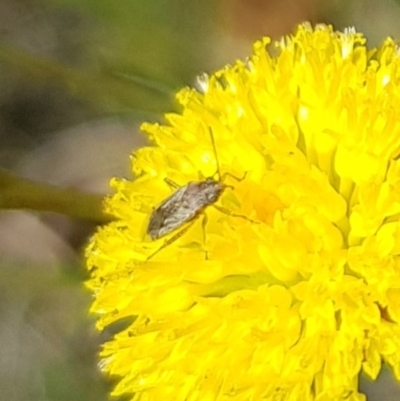 Miridae (family) (Unidentified plant bug) at Budjan Galindji (Franklin Grassland) Reserve - 7 Dec 2023 by HappyWanderer