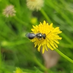 Lasioglossum sp. (genus) (Furrow Bee) at Harrison, ACT - 7 Dec 2023 by HappyWanderer