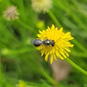 Lasioglossum sp. (genus) at North Mitchell Grassland  (NMG) - 7 Dec 2023