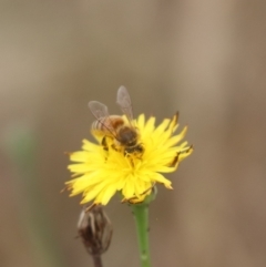 Apis mellifera (European honey bee) at Budjan Galindji (Franklin Grassland) Reserve - 6 Dec 2023 by HappyWanderer