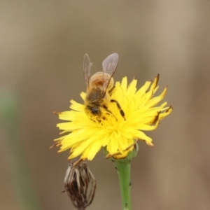 Apis mellifera at North Mitchell Grassland  (NMG) - 7 Dec 2023 10:40 AM