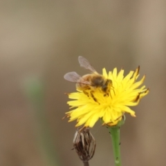 Apis mellifera at North Mitchell Grassland  (NMG) - 7 Dec 2023 10:40 AM