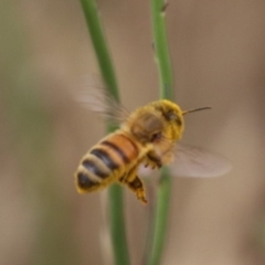 Apis mellifera at North Mitchell Grassland  (NMG) - 7 Dec 2023 10:40 AM