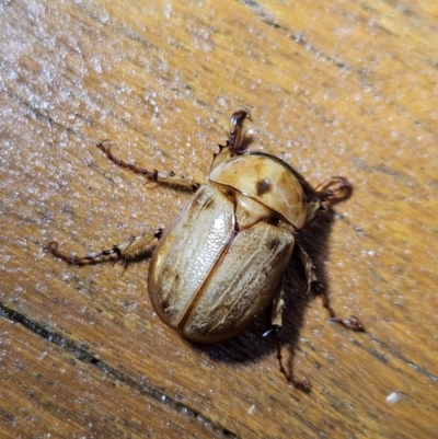 Cyclocephala signaticollis (Argentinian scarab) at Denman Prospect, ACT - 6 Dec 2023 by AaronClausen