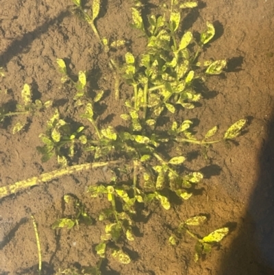 Elatine gratioloides (Waterwort) at Bolaro, NSW - 6 Dec 2023 by JaneR